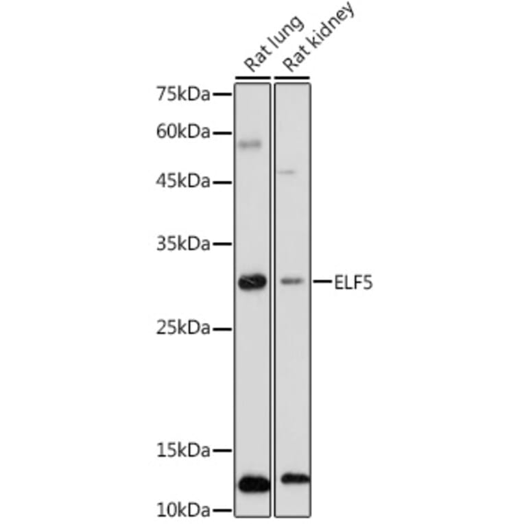 Western Blot - Anti-ELF5 Antibody (A15578) - Antibodies.com