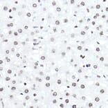 Immunohistochemistry - Anti-ELF5 Antibody (A15578) - Antibodies.com