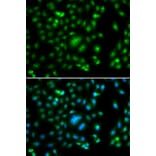 Immunofluorescence - Anti-ELF5 Antibody (A15578) - Antibodies.com
