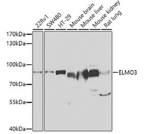 Western Blot - Anti-ELMO3 Antibody (A15579) - Antibodies.com