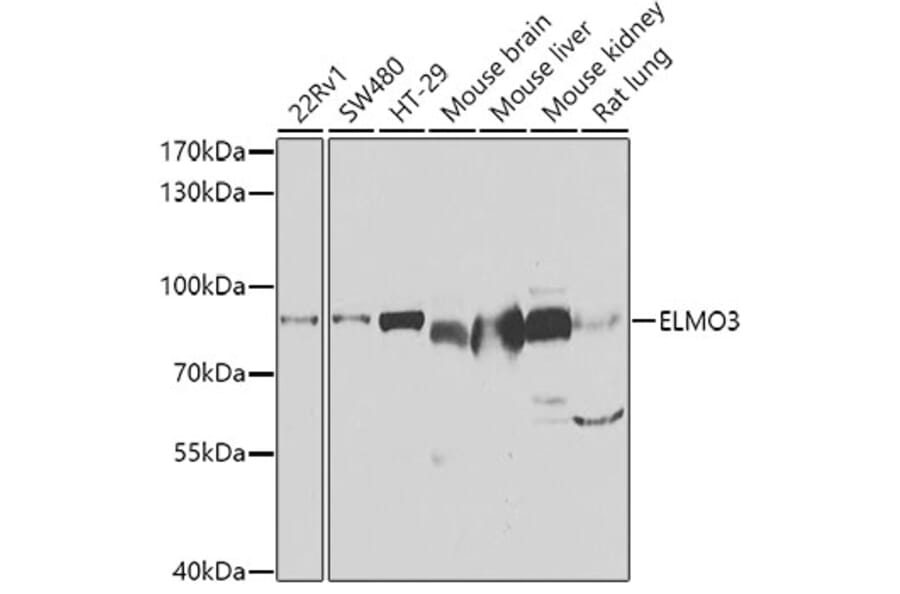 Western Blot - Anti-ELMO3 Antibody (A15579) - Antibodies.com