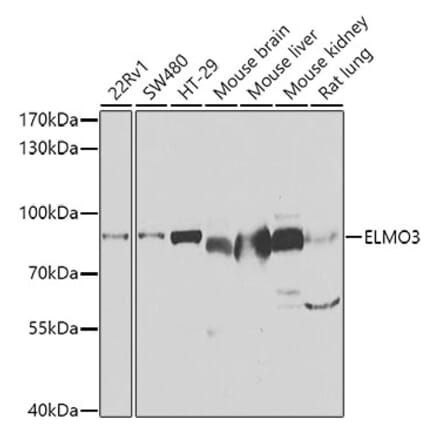 Western Blot - Anti-ELMO3 Antibody (A15579) - Antibodies.com