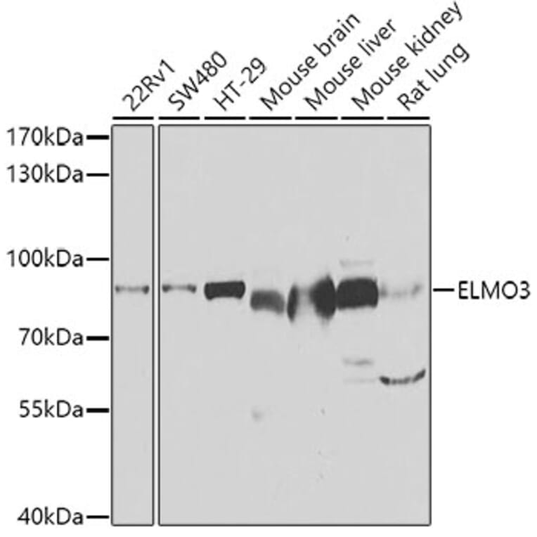 Western Blot - Anti-ELMO3 Antibody (A15579) - Antibodies.com