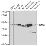 Western Blot - Anti-ELMO3 Antibody (A15579) - Antibodies.com