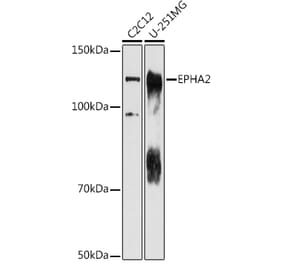 Western Blot - Anti-Eph receptor A2 Antibody (A15580) - Antibodies.com