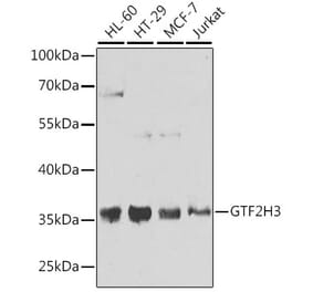 Western Blot - Anti-GTF2H3 Antibody (A15583) - Antibodies.com