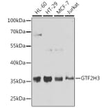 Western Blot - Anti-GTF2H3 Antibody (A15583) - Antibodies.com