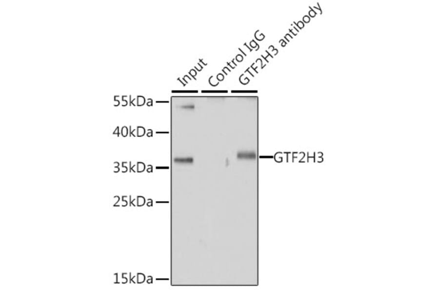 Western Blot - Anti-GTF2H3 Antibody (A15583) - Antibodies.com