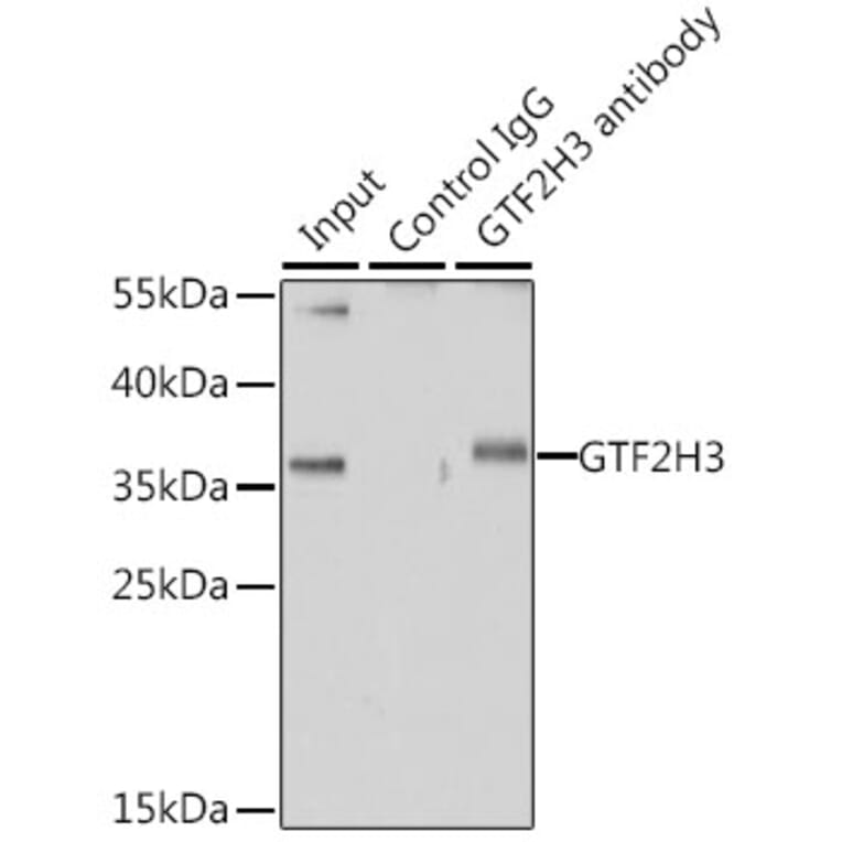 Western Blot - Anti-GTF2H3 Antibody (A15583) - Antibodies.com