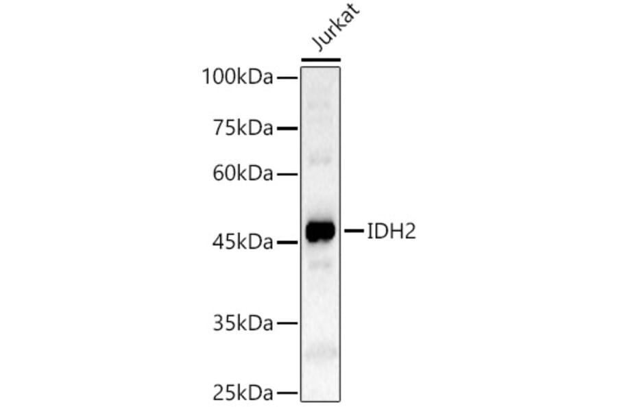 Western Blot - Anti-IDH2 Antibody (A15584) - Antibodies.com