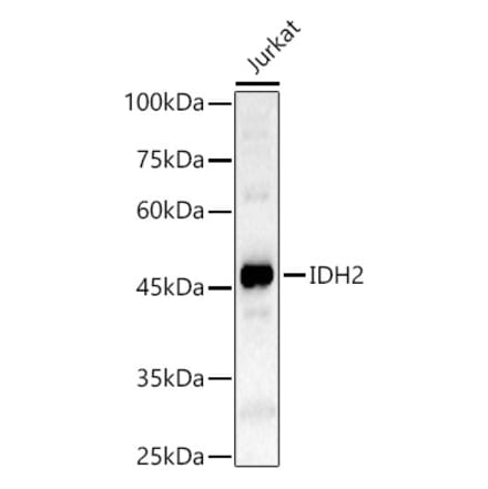 Western Blot - Anti-IDH2 Antibody (A15584) - Antibodies.com
