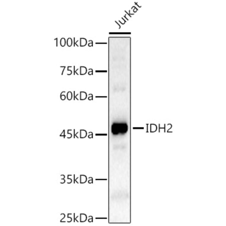 Western Blot - Anti-IDH2 Antibody (A15584) - Antibodies.com