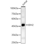 Western Blot - Anti-IDH2 Antibody (A15584) - Antibodies.com