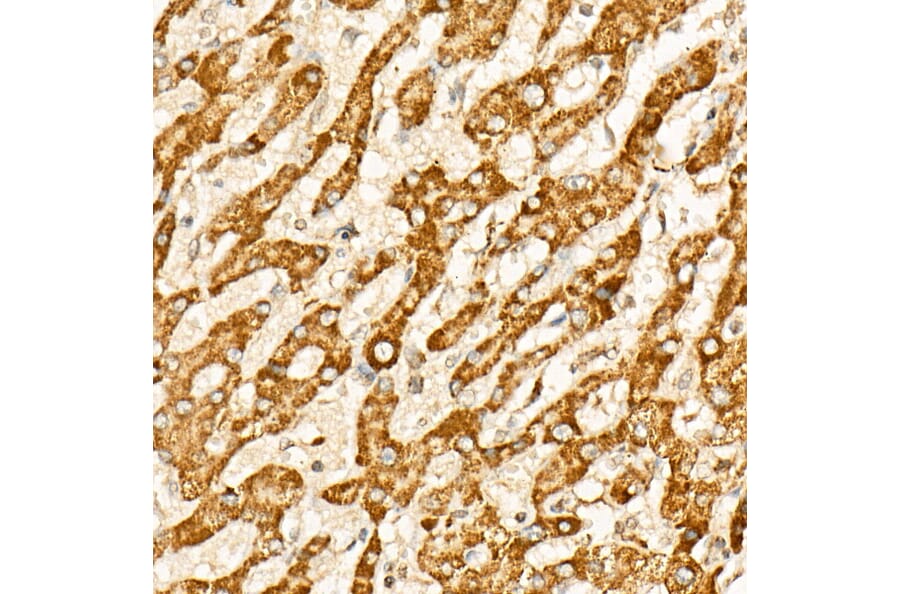 Immunohistochemistry - Anti-IDH2 Antibody (A15584) - Antibodies.com