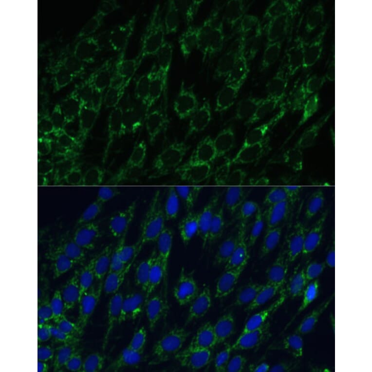 Immunofluorescence - Anti-IDH2 Antibody (A15584) - Antibodies.com