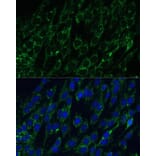 Immunofluorescence - Anti-IDH2 Antibody (A15584) - Antibodies.com