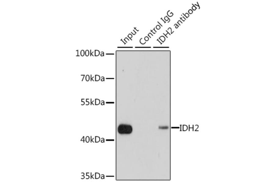 Western Blot - Anti-IDH2 Antibody (A15584) - Antibodies.com