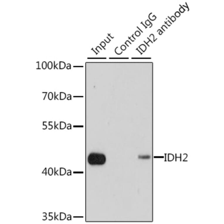 Western Blot - Anti-IDH2 Antibody (A15584) - Antibodies.com