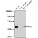 Western Blot - Anti-IDH2 Antibody (A15584) - Antibodies.com