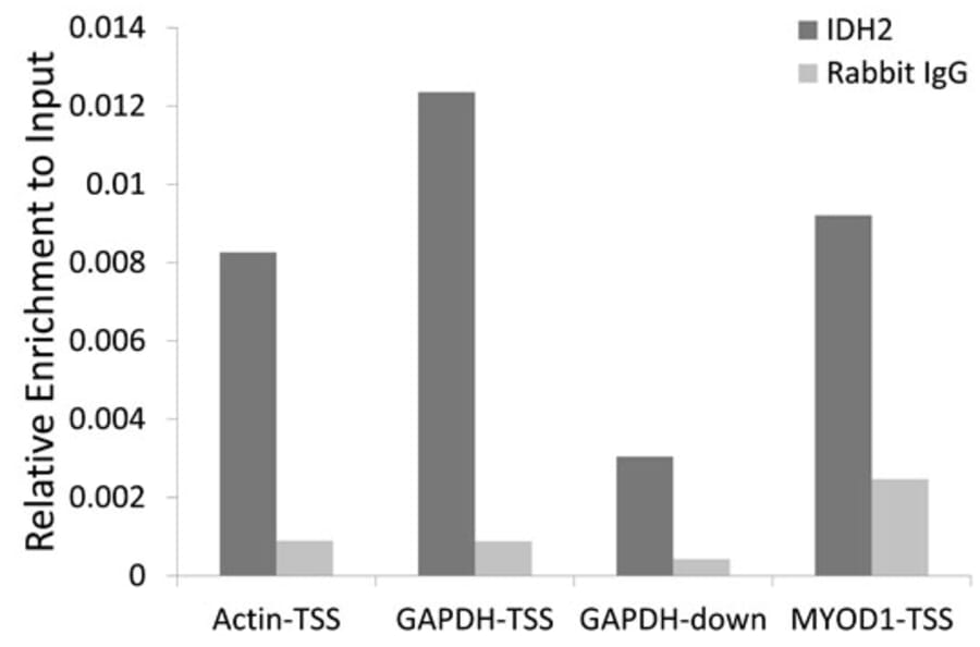 Chromatin Immunoprecipitation - Anti-IDH2 Antibody (A15584) - Antibodies.com