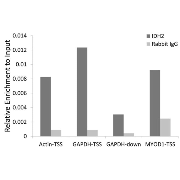 Chromatin Immunoprecipitation - Anti-IDH2 Antibody (A15584) - Antibodies.com
