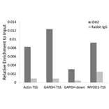 Chromatin Immunoprecipitation - Anti-IDH2 Antibody (A15584) - Antibodies.com