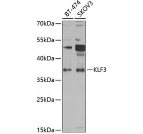 Western Blot - Anti-KLF3 Antibody (A15586) - Antibodies.com