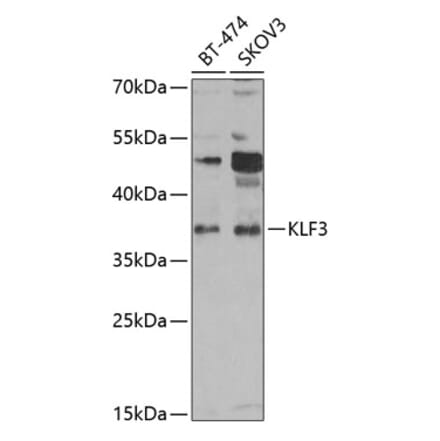 Western Blot - Anti-KLF3 Antibody (A15586) - Antibodies.com