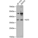 Western Blot - Anti-KLF3 Antibody (A15586) - Antibodies.com