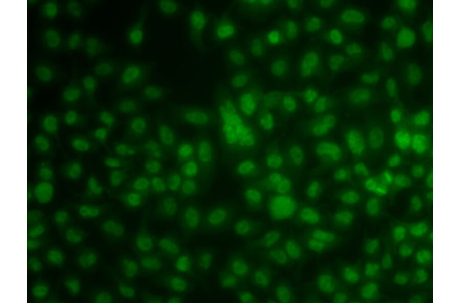 Immunofluorescence - Anti-KLF3 Antibody (A15586) - Antibodies.com