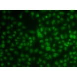 Immunofluorescence - Anti-KLF3 Antibody (A15586) - Antibodies.com