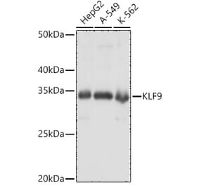 Western Blot - Anti-KLF9 Antibody (A15587) - Antibodies.com