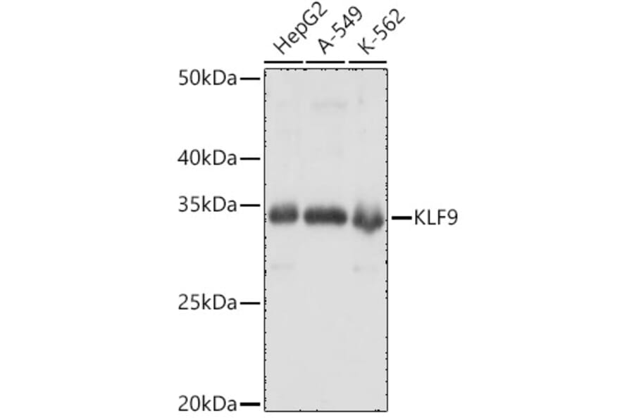 Western Blot - Anti-KLF9 Antibody (A15587) - Antibodies.com