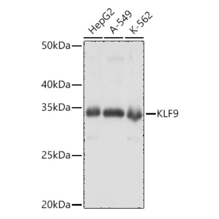 Western Blot - Anti-KLF9 Antibody (A15587) - Antibodies.com