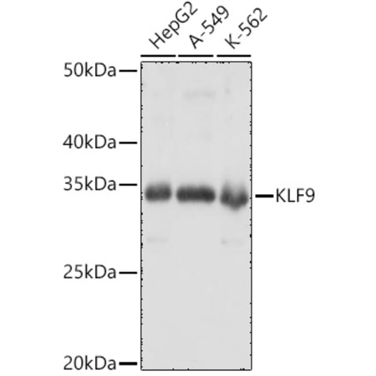 Western Blot - Anti-KLF9 Antibody (A15587) - Antibodies.com