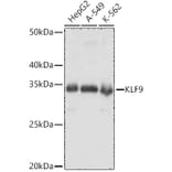 Western Blot - Anti-KLF9 Antibody (A15587) - Antibodies.com