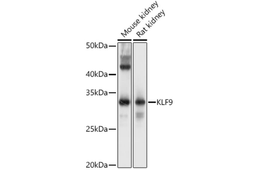 Western Blot - Anti-KLF9 Antibody (A15587) - Antibodies.com