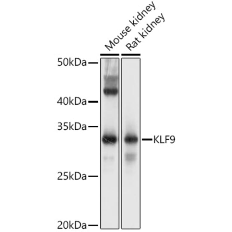 Western Blot - Anti-KLF9 Antibody (A15587) - Antibodies.com