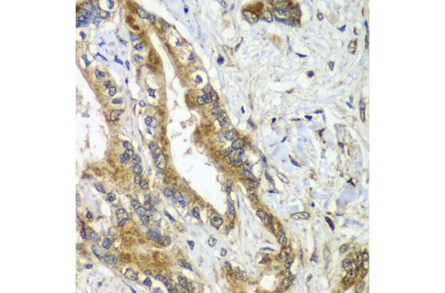 Immunohistochemistry - Anti-APC6 Antibody (A15588) - Antibodies.com