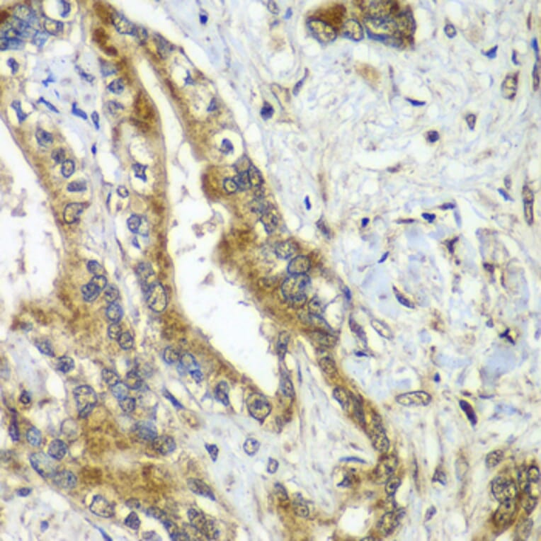 Immunohistochemistry - Anti-APC6 Antibody (A15588) - Antibodies.com