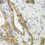 Immunohistochemistry - Anti-APC6 Antibody (A15588) - Antibodies.com