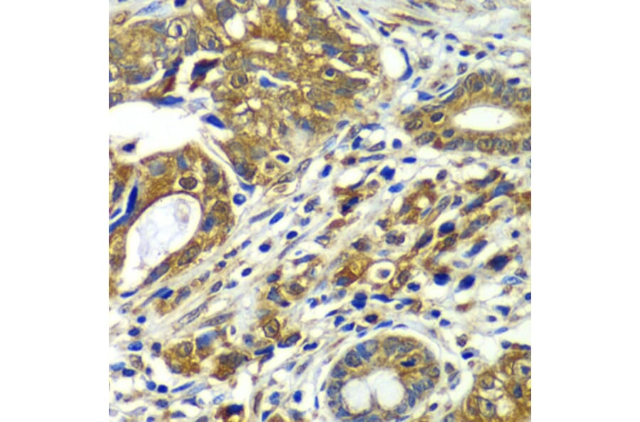 Immunohistochemistry - Anti-APC6 Antibody (A15588) - Antibodies.com