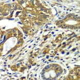 Immunohistochemistry - Anti-APC6 Antibody (A15588) - Antibodies.com