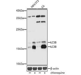 Western Blot - Anti-LC3B Antibody (A15589) - Antibodies.com
