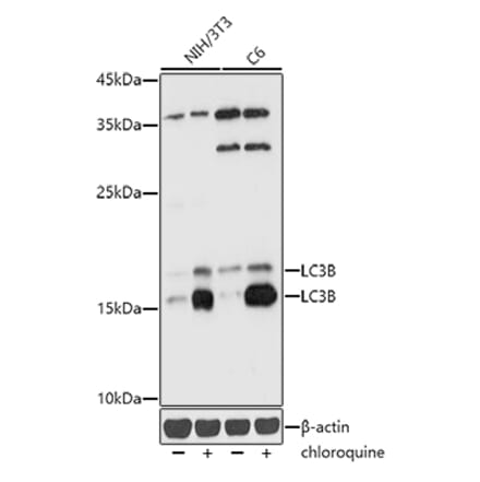 Western Blot - Anti-LC3B Antibody (A15589) - Antibodies.com