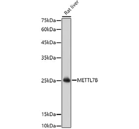 Western Blot - Anti-METTL7B Antibody (A15591) - Antibodies.com