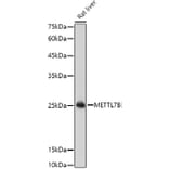 Western Blot - Anti-METTL7B Antibody (A15591) - Antibodies.com