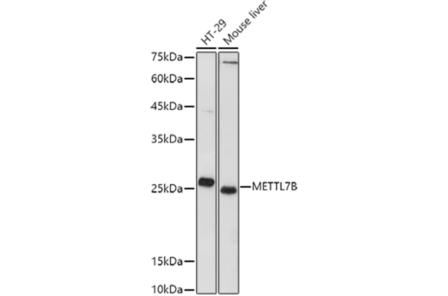 Western Blot - Anti-METTL7B Antibody (A15591) - Antibodies.com