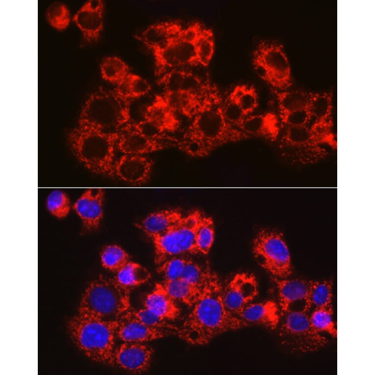 Immunofluorescence - Anti-METTL7B Antibody (A15591) - Antibodies.com