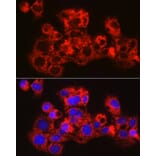 Immunofluorescence - Anti-METTL7B Antibody (A15591) - Antibodies.com
